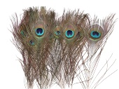 Pfauenfeder, Größe 75-90 cm